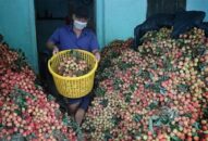 Mùa vải lại gây áp lực lên giá các loại hoa quả