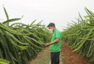 Trồng thanh long hướng hữu cơ, nông dân thắng lớn