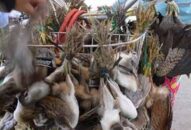 Chuyện thời cuộc: Bảo vệ chim hoang dã