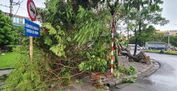 Bão số 1 Chaba làm gãy đổ hàng loạt cây xanh trên các tuyến phố trung tâm Hải Phòng