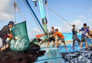 Xử lý nghiêm tổ chức, cá nhân thiếu tinh thần trách nhiệm trong nỗ lực tháo gỡ cảnh báo “Thẻ vàng” của EC