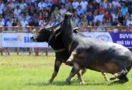 Về Hải Phòng dự lễ hội chọi trâu truyền thống Đồ Sơn