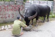 Công phu chăm sóc, huấn luyện ông trâu chọi Đồ Sơn