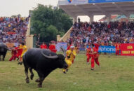 Hàng vạn người đội mưa, đội nắng chen chân xem Lễ hội chọi trâu Đồ Sơn, Hải Phòng