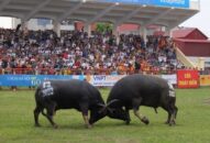 Khai mạc Lễ hội chọi trâu truyền thống Đồ Sơn năm 2022, Di sản văn hóa phi vật thể quốc gia