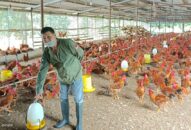 Làm giàu từ mô hình Vườn-Ao-Chuồng