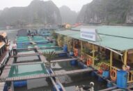 Cần tổng rà soát công tác quản lý khai thác nguồn lợi bãi bồi, mặt nước ven sông, ven biển