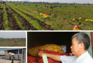 Cách làm hay ở nơi 10 năm chưa bỏ vụ đông