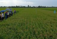 Bón phân hữu cơ vi sinh, năng suất lúa không kém bón phân vô cơ