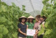 Phát triển mô hình sản xuất rau củ quả sạch ứng dụng công nghệ cao xã Kênh Giang (Thuỷ Nguyên)