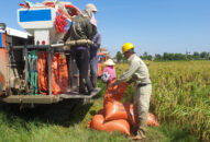 Hải Phòng thắng đậm vụ lúa mùa 2022