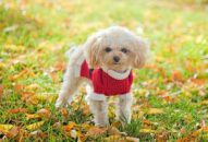 Sôi động thị trường spa thú cưng