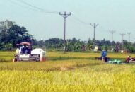 Huyện Vĩnh Bảo: Vụ mùa bội thu, sản phẩm được giá