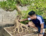 Gen Z kinh doanh bonsai: Có tháng doanh thu 100 triệu đồng