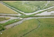 Cơ hội xây dựng thương hiệu đặc sản với tiềm năng 2.000ha lúa-rươi