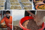 Nâng tầm đặc sản rươi Đất Cảng