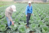 Rau quay đầu tăng giá mạnh, thị trường thực phẩm lại gặp khó