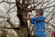 Chiêm ngưỡng những gốc đào thế cực chất chỉ thuê, không bán ở Hải Phòng