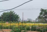 Làng hoa Hạ Lũng tất bật chuẩn bị vụ Tết 2023