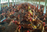 Làm giàu từ mô hình trang trại nuôi gà gia công