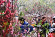 Chợ hoa, cây cảnh đường Lê Hồng Phong rực rỡ hương xuân sắc Tết