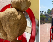 Độc đáo củ đậu “siêu to” 19kg tại xã Kênh Giang (Thủy Nguyên)