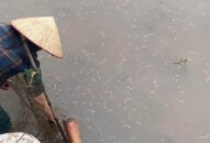 Thoát nghèo nhờ mô hình nuôi rươi