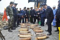 Tiếp tục thu giữ 125kg ngà voi nhập lậu bằng đường biển từ nước ngoài về Việt Nam