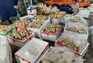 Nâng cao giá trị kinh tế của cây sen