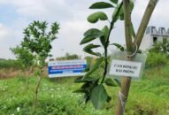 Khôi phục thành công giống cam ‘tiến vua’ từ thời Trần