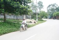 Chó gây tai nạn giao thông, chủ có thể đi tù 10 năm