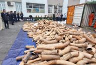 Hải quan Hải Phòng thu giữ hơn 8 tấn ngà voi nhập lậu trong quý I