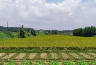 Điều kiện, tiêu chí cho phép chuyển mục đích sử dụng đất