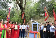 Công nhận cây mít cổ thụ là cây di sản tại xã Lưu Kiếm (Thủy Nguyên)