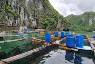 Huyện Cát Hải quyết liệt tập trung cao công tác tháo dỡ các cơ sở nuôi trồng thủy sản hoàn thành trong tháng 6/2023