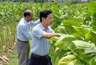 Hải Phòng: Đưa “thuốc lào Tây” về trồng trên quê lúa