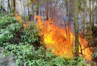 Kịp thời dập tắt đám cháy rừng tại núi Sơn Đào (Thủy Nguyên)