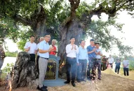 Cây Duối cổ thụ Đình làng Phú La (An Hòa, An Dương) được công nhận cây di sản Việt Nam