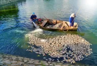 Hải Phòng: Khắc phục tình trạng cá chết hàng loạt tại hồ An Biên