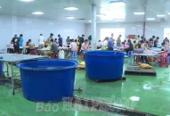 Đề xuất Công ty TNHH dịch vụ và xuất nhập khẩu Thành Long tạm dừng sản xuất do không bảo đảm về hồ sơ môi trường và phòng cháy, chữa cháy