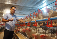 Nuôi gà tự động hóa ở Hải Phòng, đẻ trứng sòn sòn, nông dân tự trả lương cả trăm triệu/tháng