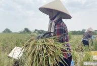 Hải Phòng: Nông dân thu tiền tỷ nhờ cấy lúa trên ruộng rươi