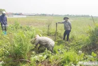 Người dân Hải Phòng kiếm tiền triệu mỗi ngày nhờ đi săn chuột đồng