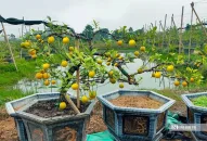 Nông dân Hải Phòng đầu tư tiền tỷ trồng cây chanh cảnh bán dịp Tết