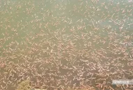 Hải Phòng: Vớt “lộc trời” thu hàng trăm triệu mỗi ngày