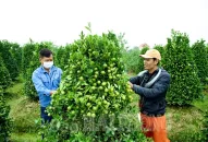 Huyện An Dương: Hối hả chuẩn bị vụ hoa, cây cảnh Tết