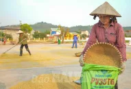 Gạo tăng giá, nông dân phấn khởi
