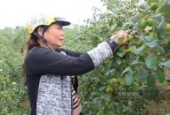 Người Hải Phòng rục rịch hái táo muối Bàng La cho vụ Tết