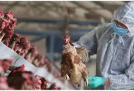 Nguy cơ dịch cúm gia cầm lây sang người, Bộ Y tế lưu ý các địa phương
