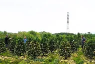 Người dân tại các làng nghề huyện An Dương sẵn sàng cho vụ hoa, cây cảnh Tết